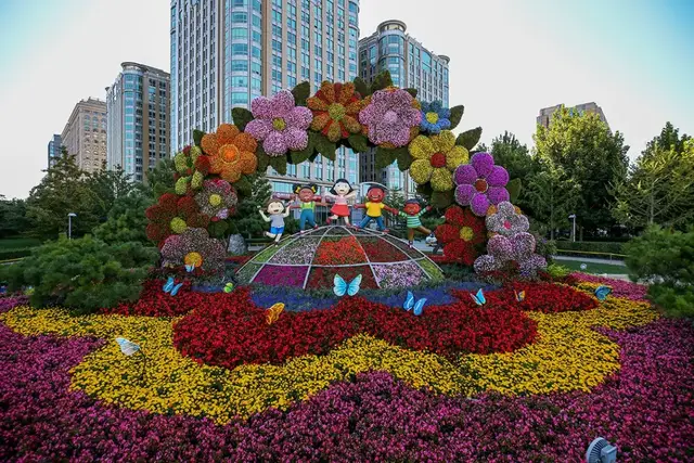 "y3831(黄色)" 两个自育菊花新品种首次应用在长安街立体花坛中,还有