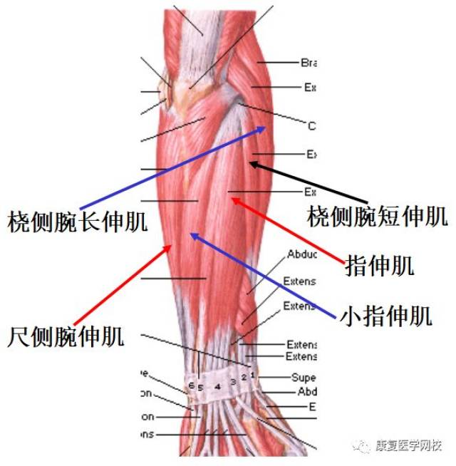 009必背考点:解剖学—前臂肌及自由上肢的肌肉