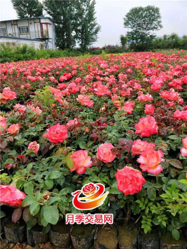 月季花开香庙岭 美丽乡村展新颜(图1) 月季花开香庙岭 美丽乡村展新颜(图1)