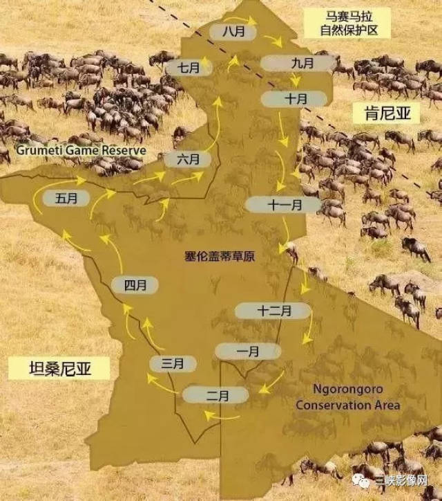 宜昌女摄影家用镜头记录非洲草原角马大迁徙