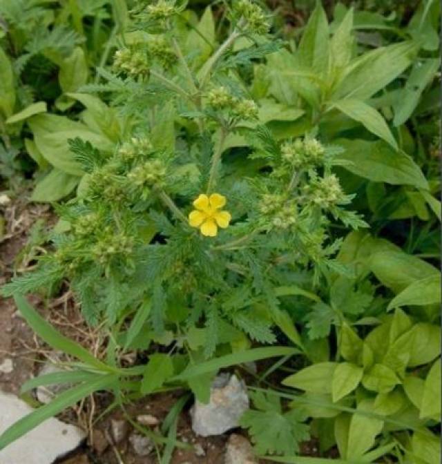 这菜俗称翻白菜,蛤蟆草,农村分布广,能清热解毒!