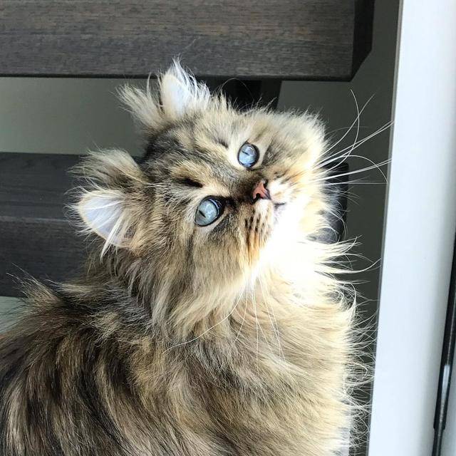 网红鳌拜猫高清图集,让人看一眼就爱上的猫咪,也就它能办到吧!