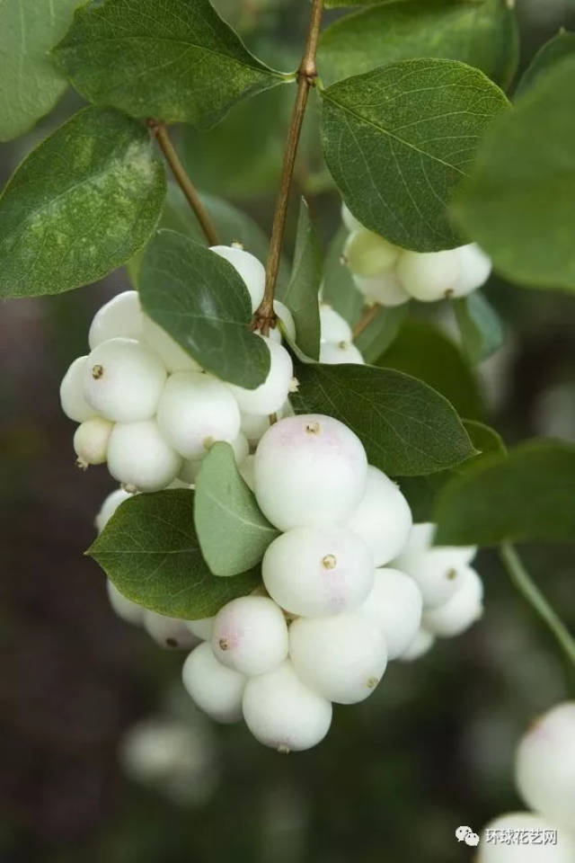 雪果的果实呈卵圆形,长7mm,顶端有1个小喙,这个蓝黑色的小点,让本就圆