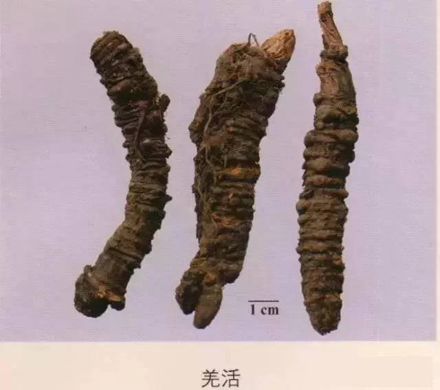 200味中药彩图谱,带图带功效,一看就懂!收藏
