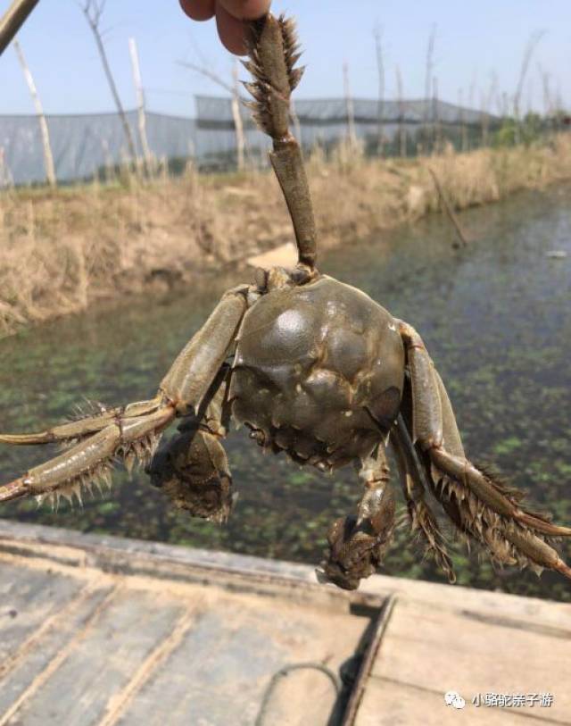 泛舟采菱,钓大螃蟹,吃湖鲜(花絮实拍