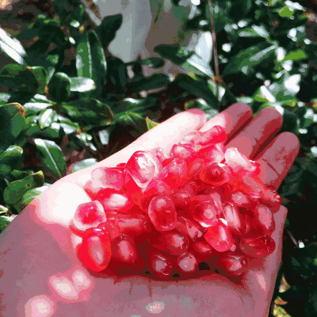 今天就教大家几个非常实用的小妙招 让你轻松又干净的吃石榴!