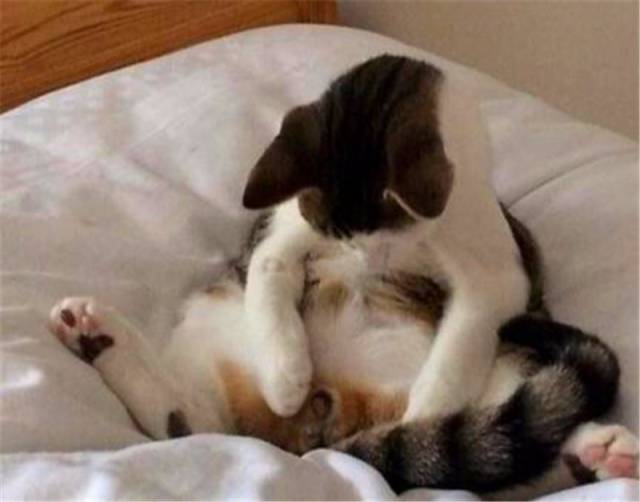 小公猫做完绝育手术醒来,低头看了一眼,突然整只猫都不好了