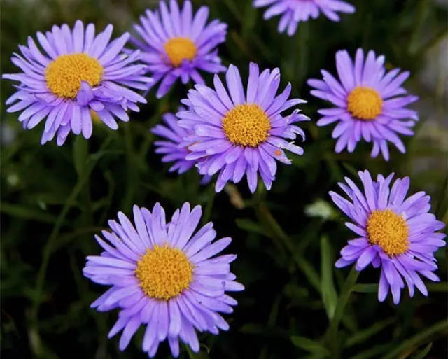 新疆漫山遍野的淡紫色野菊花叫什么名字?