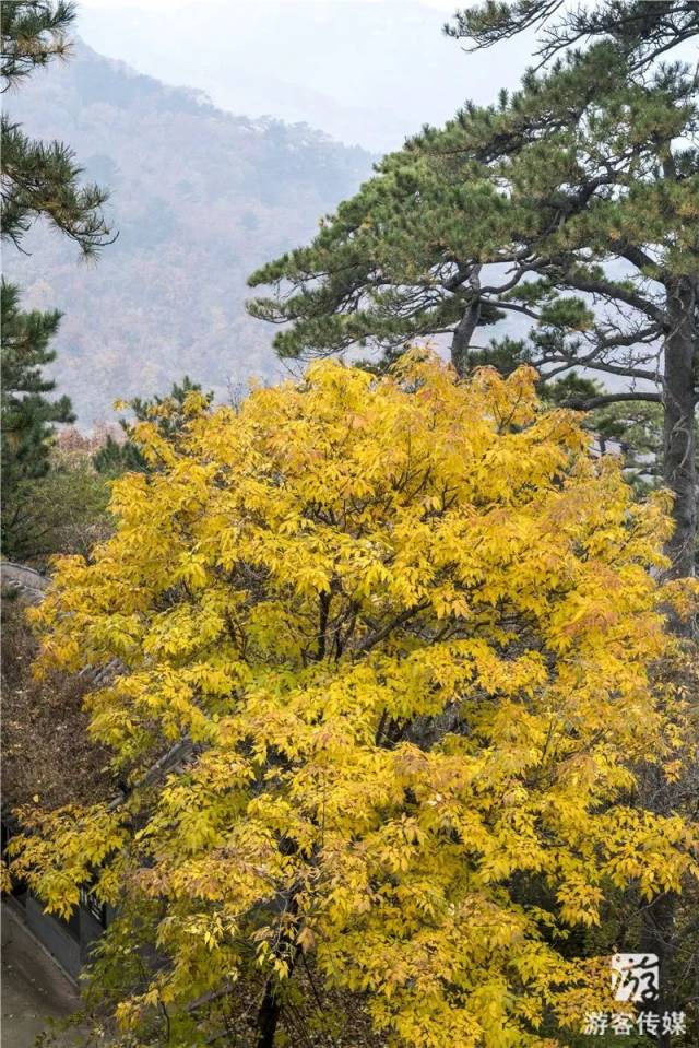 地址:北镇市鲍家乡桃园村大芦花风景区 电话:0416-6242888 图片如需