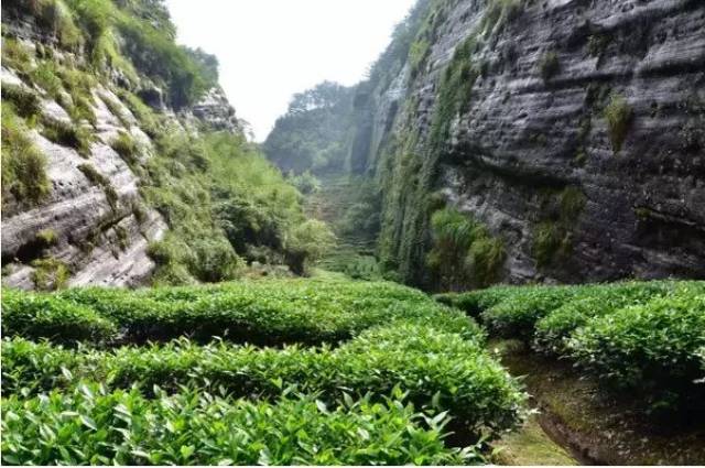 武夷山景区内正岩茶园风光欣赏(赏心悦目)_手机搜狐网