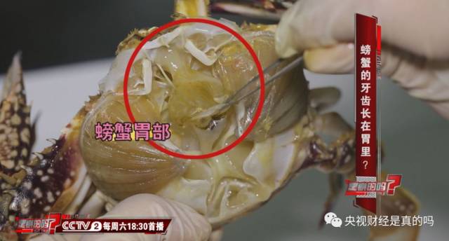 和大家认为的不同,专家告诉我们,螃蟹的嘴里并没有牙齿.