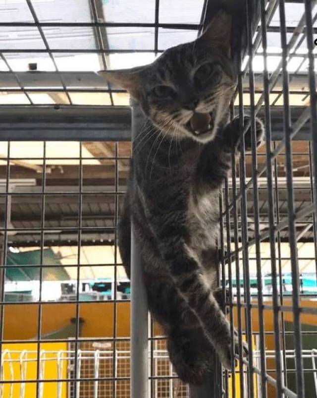 猫咪被囚禁数月后对人类恐惧万分,在志愿者细心照料下