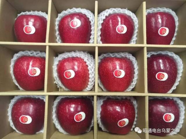 今日昭通红苹果,一张抢眼的名片!齐聚共谋发展,为昭通苹果打call