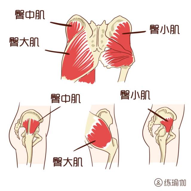 臀部主要由三块肌肉组成,分别是臀大肌,臀中肌和臀小肌,另外还有覆盖