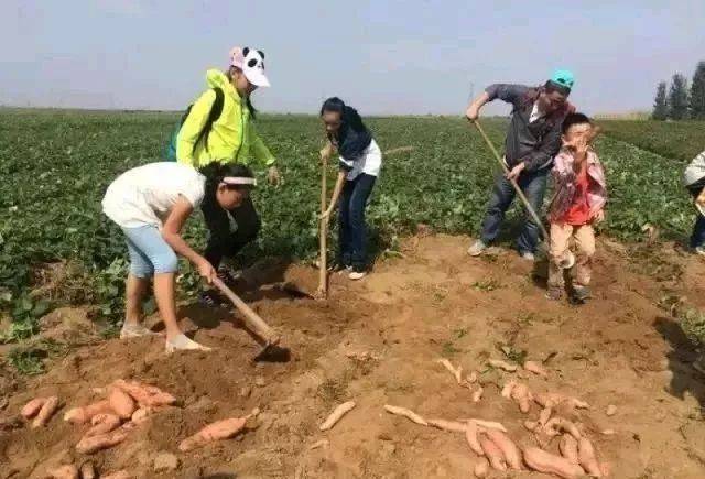 让磨好的豆浆慢慢煮吧,我们要去快乐生产队下地干活挣工分了,挣不到工