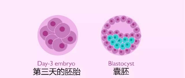 深度解析冻胚,鲜胚,囊胚,移植哪个可以一步到位?