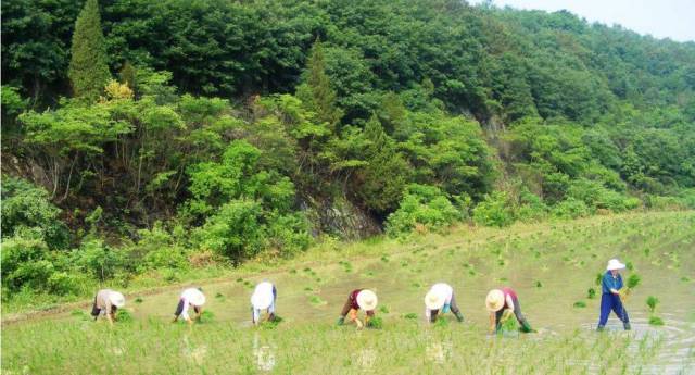 父亲看到农用植保无人机打药,居然让我回家种田.