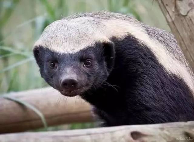 "平头哥"是蜜獾的别称,蜜罐是鼬科蜜獾属下唯一动物,栖息于热带雨林和