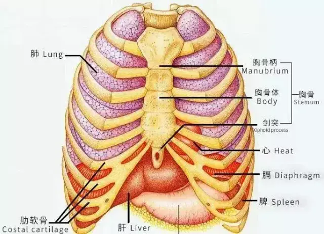 总之,切取肋软骨对人体会有一定的影响,医生是在拆东墙补西墙,肋骨