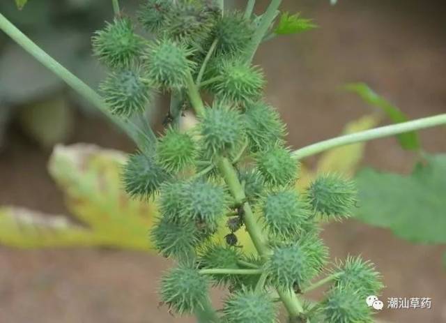 功能主治:叶:消肿拔毒,止痒.用于疮疡肿毒,外用湿疹搔痒,灭蛆,杀孑孓.