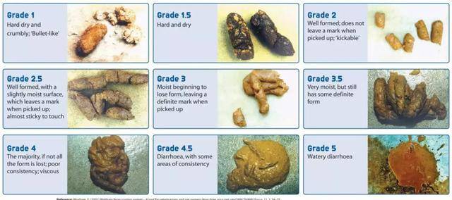 国外的宠物营养与健康研究网站把宠物狗狗的大便分为了9个不同的分类