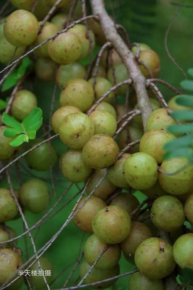 了解油柑发展情况,品尝油柑独有美味,挑选油柑新鲜果子,惠购油柑系列