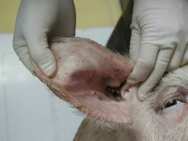 干货!老兽医教你一步一步学习猪的解剖流程(上)