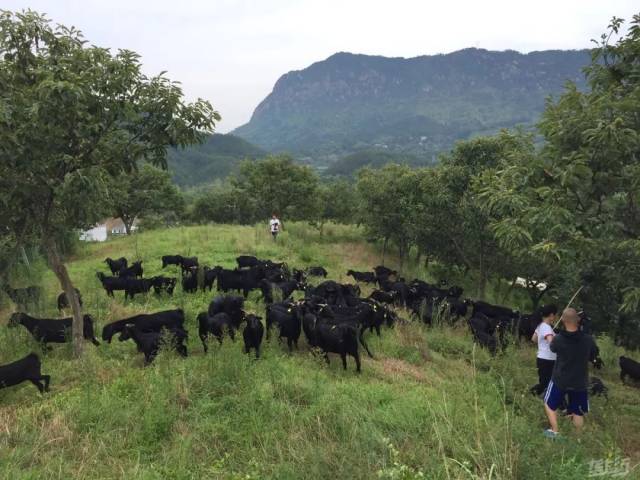 被推介给世界,大别山黑山羊的"逆袭"之路