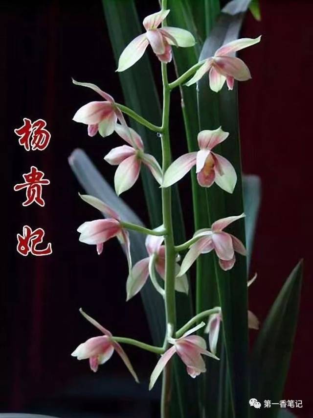 色花类:"普洱红","版纳红","黄袍","红玫瑰",新种荷型红花等.