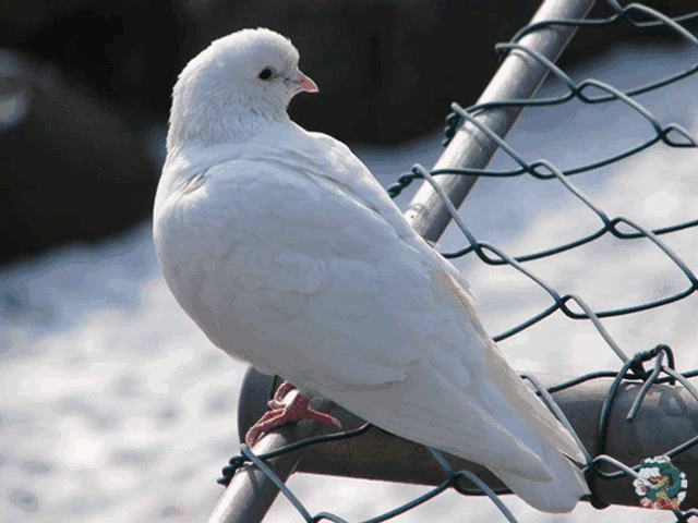 壁纸 动物 鸽 鸽子 鸟 鸟类 640_480 gif 动态图 动图