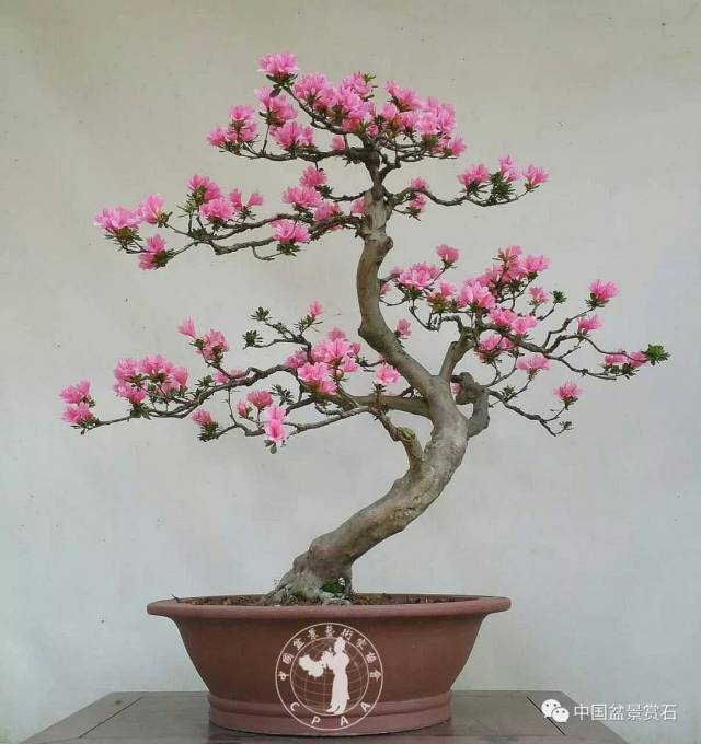 中盆协第一个杜鹃盆景会员活动中心国产春鹃大赏(建议