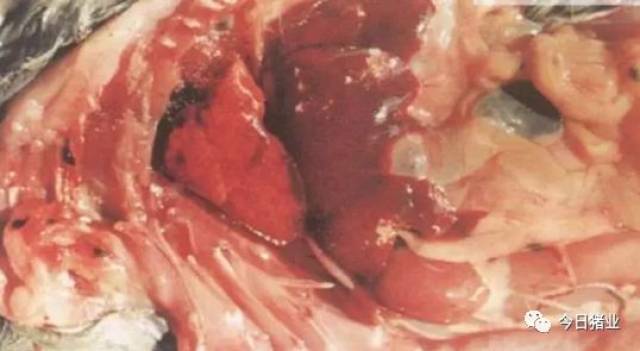 【猪伪狂犬病】腹下毛细血管出血   11.肝坏死灶