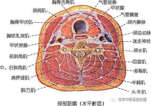 颈部间隙解剖(图文)