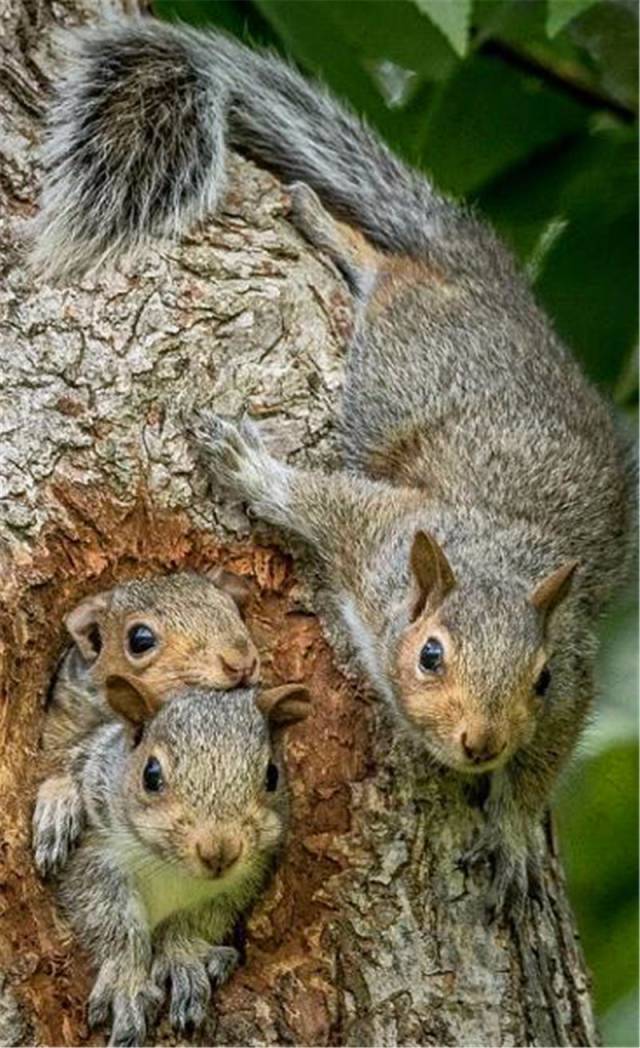 看到在树上自由爬来爬去的同伴,剩下的两只小松鼠一脸的羡慕.