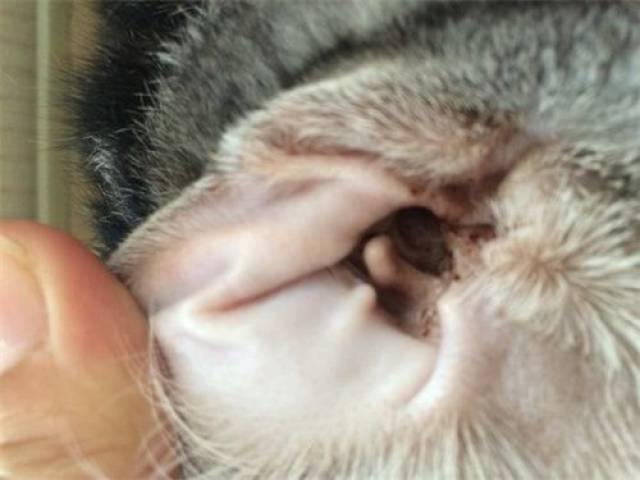 猫的耳朵有臭味的液体,猫耳朵有异味有耳屎