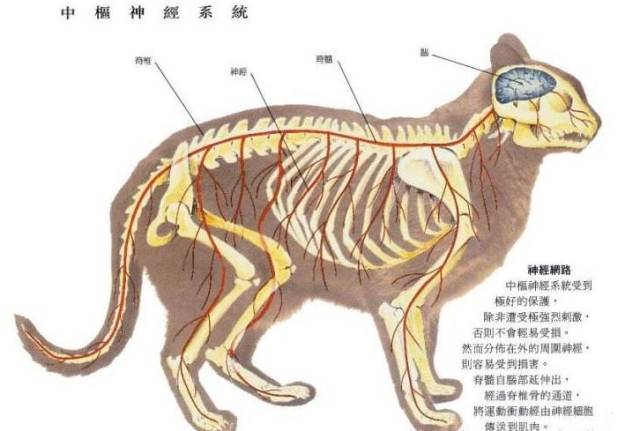 猫咪体型小,性格敏感,警惕性高,如果一开始ta就实力拒绝,或者正在吃饭