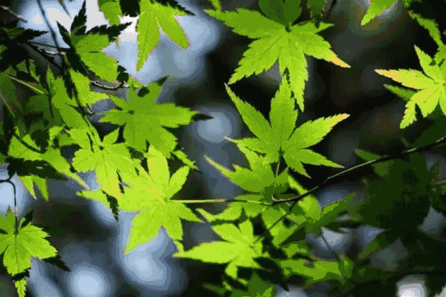 背景 壁纸 花 绿色 绿叶 树叶 植物 桌面 640_427 gif 动态图 动图
