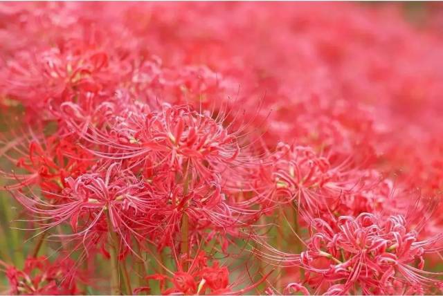 日本的彼岸花大片开放了!妖艳的花海刷爆了朋友圈!