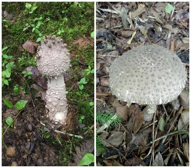 告别毒蘑菇,专业采菇60年的当地居民说,野生蘑菇选这8