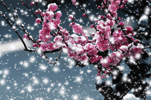 (宋)卢梅坡 ▌梅花须逊让雪花三分晶莹洁白,雪花却输给梅花一段清香.