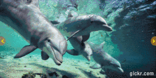 还有海豚的生活习性介绍:概述,习性,栖息地,食物,身高体重等.