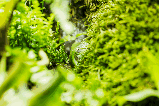 睁大眼睛才能找到我哟 说到佛系,当然少不了 高冷的变色龙大哥 身体