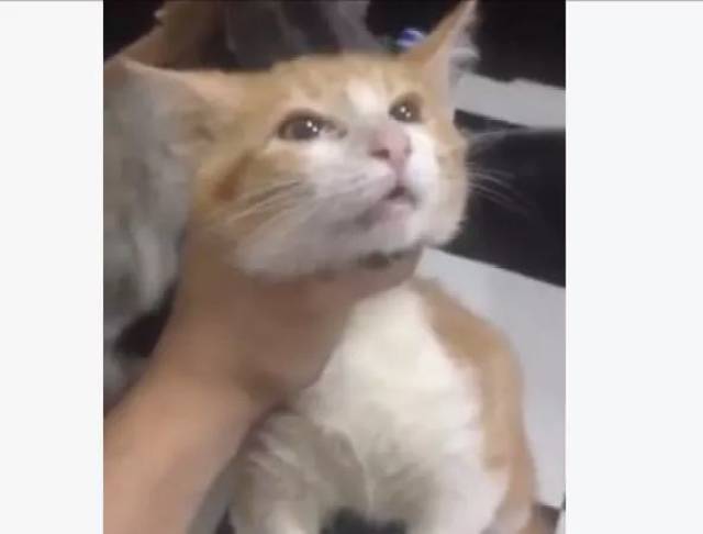 我的猫为啥酷爱舔塑料袋?