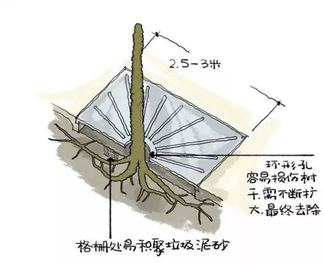 暴露在阳光及雨水中环绕树干的地面面积小于40--50平方米时,就应从