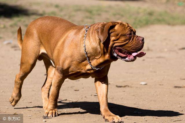 top 2 波尔多犬(dogue de bordeaux):波尔多犬别名法国獒,是多种