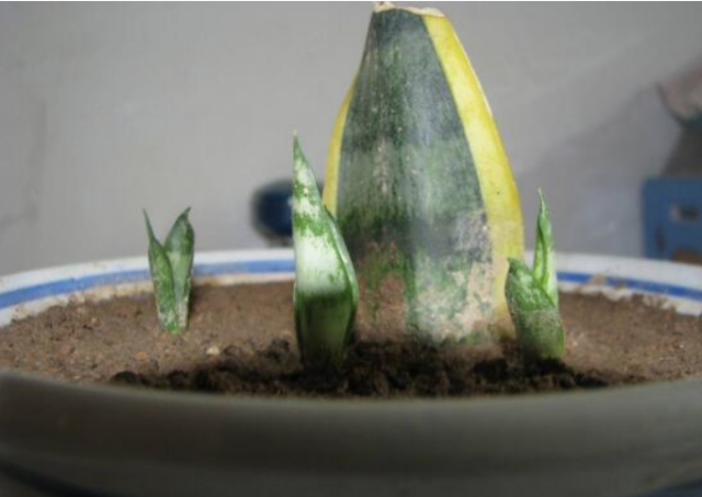 给我一根虎皮兰叶子,还你一整盆全新虎皮兰!5步学会虎皮兰叶插图片