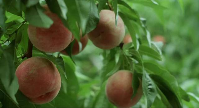 没人不爱这首情诗吧。