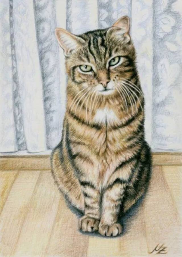 彩铅画的猫咪,可爱得过分了