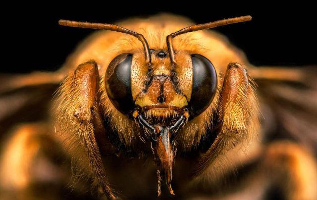 人类也能懂得蜜蜂的语言吗