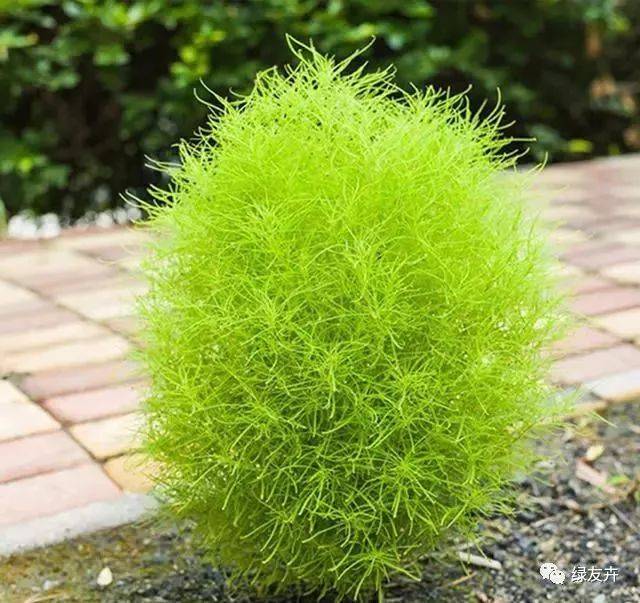 农村用来做扫把的地肤草,种在庭院做装饰,简直美坏了!
